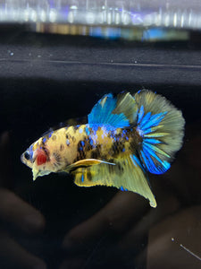 Male Halfmoon Plakat - Yellow Galaxy #2196 - Live Betta Fish