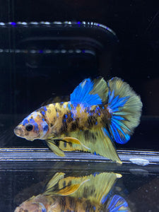 Male Halfmoon Plakat - Yellow Galaxy #2196 - Live Betta Fish