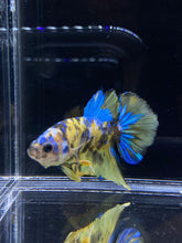 Load image into Gallery viewer, Male Halfmoon Plakat - Yellow Galaxy #2196 - Live Betta Fish
