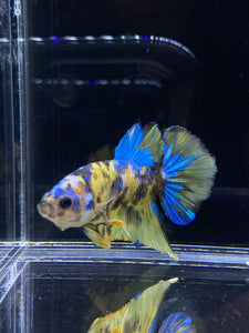 Male Halfmoon Plakat - Yellow Galaxy #2196 - Live Betta Fish