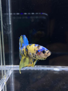 Male Halfmoon Plakat - Yellow Galaxy #2196 - Live Betta Fish