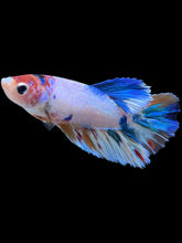 Load image into Gallery viewer, TOP GRADE Female Halfmoon - Candy #2197 - Live Betta Fish
