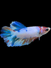 Load image into Gallery viewer, TOP GRADE Female Halfmoon - Candy #2197 - Live Betta Fish
