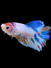 Load image into Gallery viewer, TOP GRADE Female Halfmoon - Candy #2197 - Live Betta Fish
