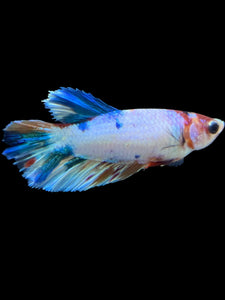 TOP GRADE Female Halfmoon - Candy #2197 - Live Betta Fish