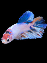 Load image into Gallery viewer, TOP GRADE Female Halfmoon - Candy #2197 - Live Betta Fish
