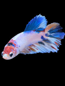TOP GRADE Female Halfmoon - Candy #2197 - Live Betta Fish