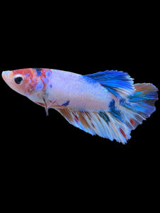 TOP GRADE Female Halfmoon - Candy #2197 - Live Betta Fish