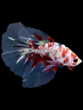 Load image into Gallery viewer, Male Halfmoon - Red Gold Glitter #2198 - Live Betta Fish
