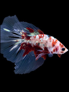 Male Halfmoon - Red Gold Glitter #2198 - Live Betta Fish