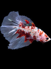 Load image into Gallery viewer, Male Halfmoon - Red Gold Glitter #2198 - Live Betta Fish
