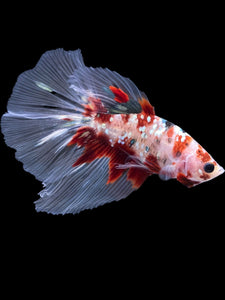 Male Halfmoon - Red Gold Glitter #2198 - Live Betta Fish