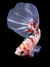 Load image into Gallery viewer, Male Halfmoon - Red Gold Glitter #2198 - Live Betta Fish
