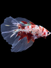 Load image into Gallery viewer, Male Halfmoon - Red Gold Glitter #2198 - Live Betta Fish
