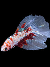Load image into Gallery viewer, Male Halfmoon - Red Gold Glitter #2198 - Live Betta Fish
