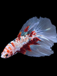 Male Halfmoon - Red Gold Glitter #2198 - Live Betta Fish