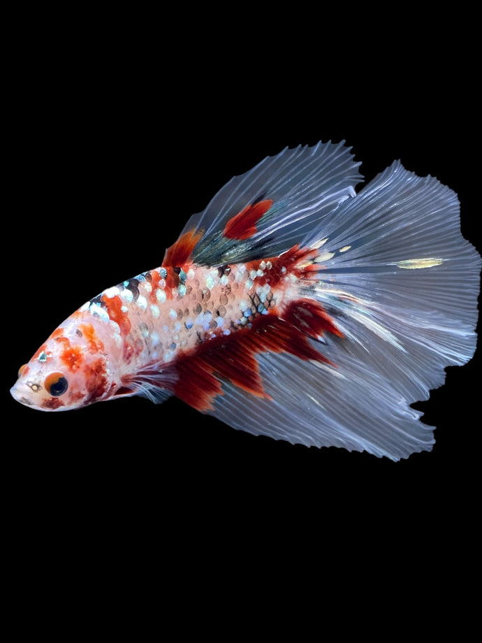 Male Halfmoon - Red Gold Glitter #2198 - Live Betta Fish
