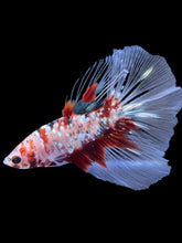 Load image into Gallery viewer, Male Halfmoon - Red Gold Glitter #2198 - Live Betta Fish
