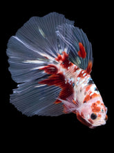 Load image into Gallery viewer, Male Halfmoon - Red Gold Glitter #2198 - Live Betta Fish
