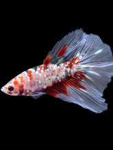 Load image into Gallery viewer, Male Halfmoon - Red Gold Glitter #2198 - Live Betta Fish
