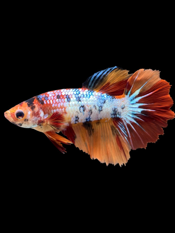 TOP GRADE Female Halfmoon - Galaxy #2199 - Live Betta Fish