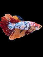 Load image into Gallery viewer, TOP GRADE Female Halfmoon - Galaxy #2199 - Live Betta Fish
