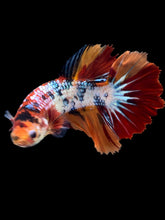 Load image into Gallery viewer, TOP GRADE Female Halfmoon - Galaxy #2199 - Live Betta Fish
