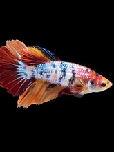 Load image into Gallery viewer, TOP GRADE Female Halfmoon - Galaxy #2199 - Live Betta Fish
