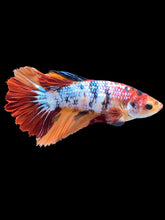 Load image into Gallery viewer, TOP GRADE Female Halfmoon - Galaxy #2199 - Live Betta Fish

