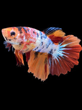 Load image into Gallery viewer, TOP GRADE Female Halfmoon - Galaxy #2199 - Live Betta Fish
