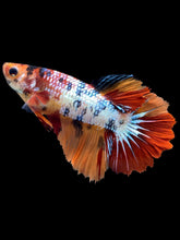 Load image into Gallery viewer, TOP GRADE Female Halfmoon - Galaxy #2199 - Live Betta Fish
