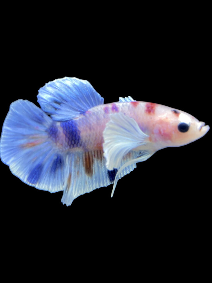Male Halfmoon Plakat - Candy Dumbo #2200 - Live Betta Fish