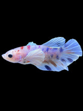 Load image into Gallery viewer, Male Halfmoon Plakat - Candy Dumbo #2200 - Live Betta Fish
