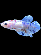 Load image into Gallery viewer, Male Halfmoon Plakat - Candy Dumbo #2200 - Live Betta Fish
