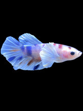 Load image into Gallery viewer, Male Halfmoon Plakat - Candy Dumbo #2200 - Live Betta Fish
