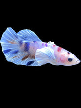 Load image into Gallery viewer, Male Halfmoon Plakat - Candy Dumbo #2200 - Live Betta Fish
