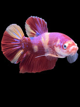 Load image into Gallery viewer, GIANT Male Halfmoon Plakat - Purple Nemo #2201 - Live Betta Fish
