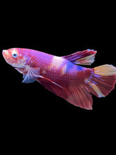 Load image into Gallery viewer, GIANT Male Halfmoon Plakat - Purple Nemo #2201 - Live Betta Fish
