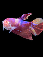 Load image into Gallery viewer, GIANT Male Halfmoon Plakat - Purple Nemo #2201 - Live Betta Fish
