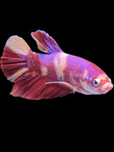 Load image into Gallery viewer, GIANT Male Halfmoon Plakat - Purple Nemo #2201 - Live Betta Fish

