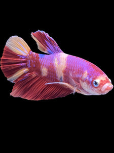 GIANT Male Halfmoon Plakat - Purple Nemo #2201 - Live Betta Fish