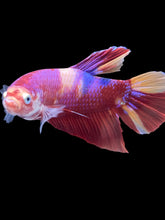 Load image into Gallery viewer, GIANT Male Halfmoon Plakat - Purple Nemo #2201 - Live Betta Fish
