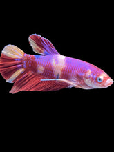 Load image into Gallery viewer, GIANT Male Halfmoon Plakat - Purple Nemo #2201 - Live Betta Fish
