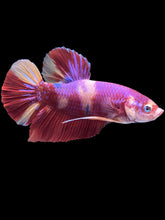 Load image into Gallery viewer, GIANT Male Halfmoon Plakat - Purple Nemo #2201 - Live Betta Fish

