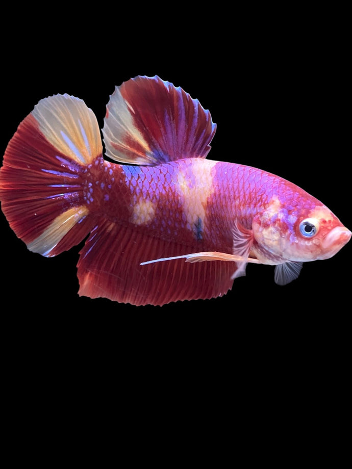 GIANT Male Halfmoon Plakat - Purple Nemo #2201 - Live Betta Fish