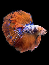 Load image into Gallery viewer, Male Halfmoon - Fancy Dragon #2202 - Live Betta Fish
