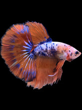 Load image into Gallery viewer, Male Halfmoon - Fancy Dragon #2202 - Live Betta Fish
