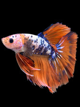 Load image into Gallery viewer, Male Halfmoon - Fancy Dragon #2202 - Live Betta Fish
