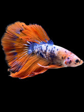 Load image into Gallery viewer, Male Halfmoon - Fancy Dragon #2202 - Live Betta Fish
