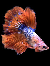 Load image into Gallery viewer, Male Halfmoon - Fancy Dragon #2202 - Live Betta Fish
